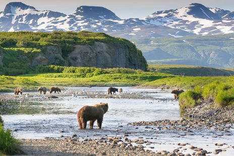 Braunbär steht am McNeil River vor weiter Berglandschaft und grünen Ebenen