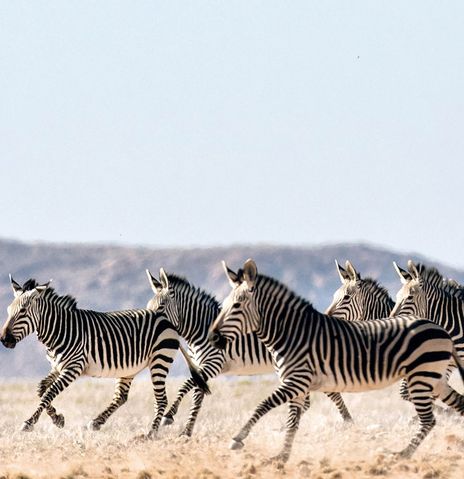 Zebras laufen durch Steppe in Namibia