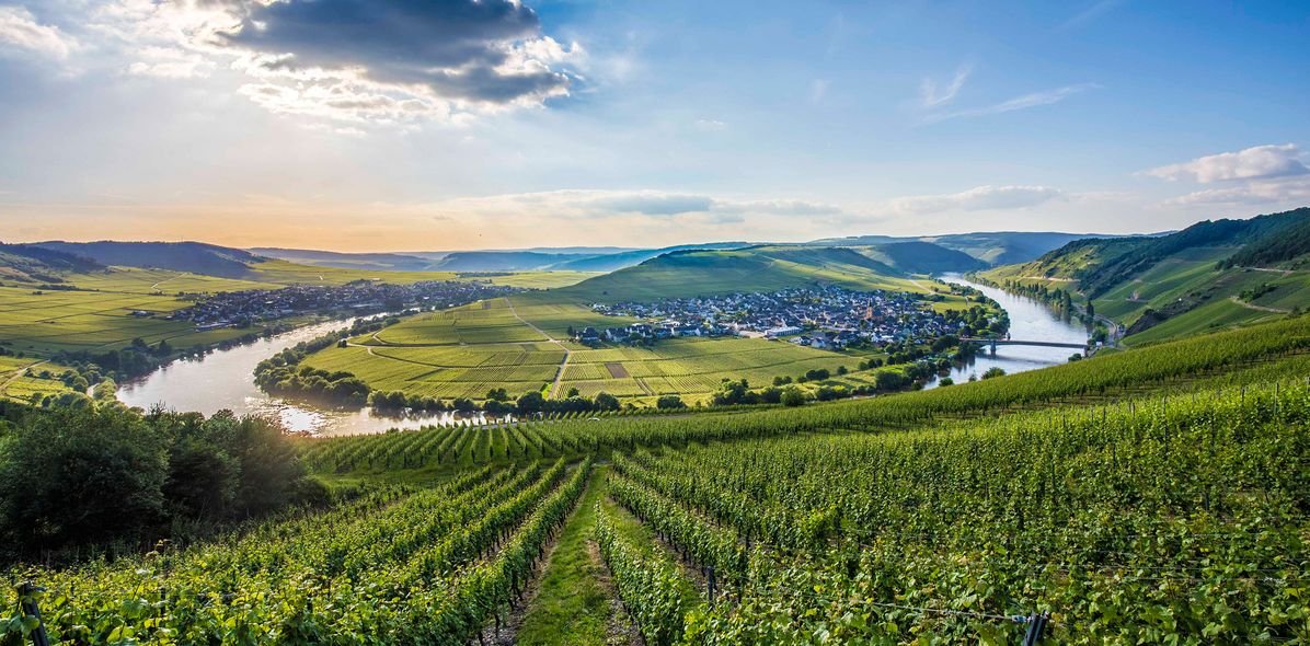 Blick über Weinberge auf die Mosel