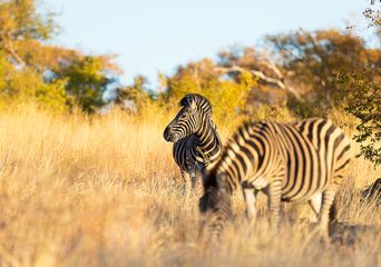 Ein Zebra steht im goldenen Gras des Kruger-Nationalparks zwischen Bäumen und dichtem Buschland
