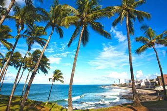 Strand und Palmen in Salvador da Bahia, Brasilien