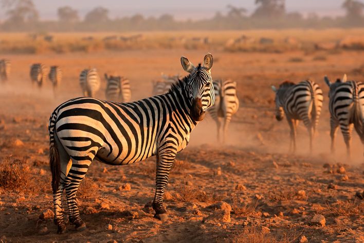 Zebras im Amboseli Nationalpark