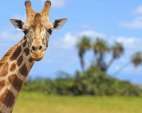 Auf Safari zu den Big Five & Entspannung am Palmenstrand-2