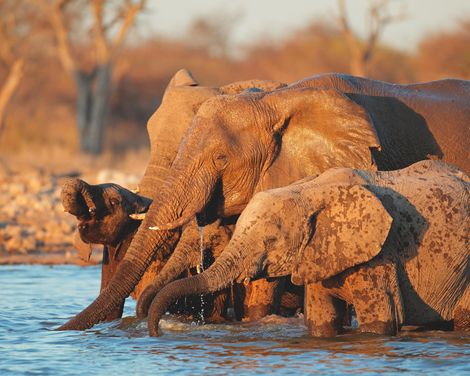 Safari, Dünen und Kultur hautnah erleben