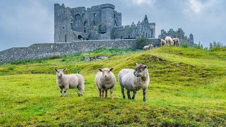 Rock of Cashel und Schafe