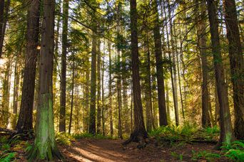 Wald auf Vancouver-Island