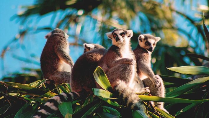 Tierherden in Kenia