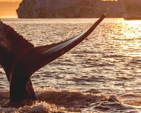 Kreuzfahrt mit MS Hamburg ab/an Kangerlussuaq-2