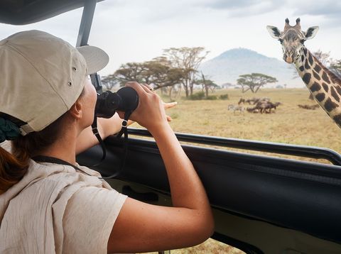 Frau fotografiert Giraffe im Serengeti Nationalpark