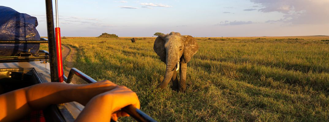 Elefant bei einer Safari