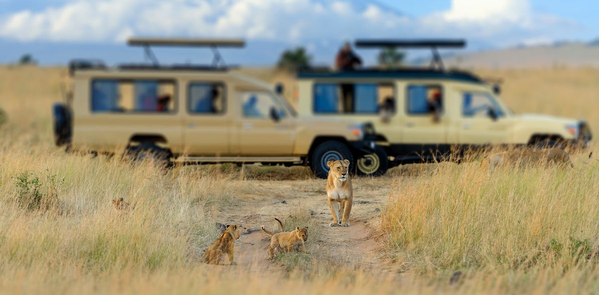 Löwen vor Safari-Jeeps in der Savanne im Masai Mara Nationalpark, Kenia