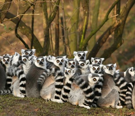 Eine Gruppe von Lemuren