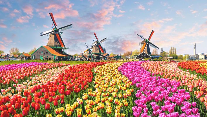 Niederlande - Tulpenblüte