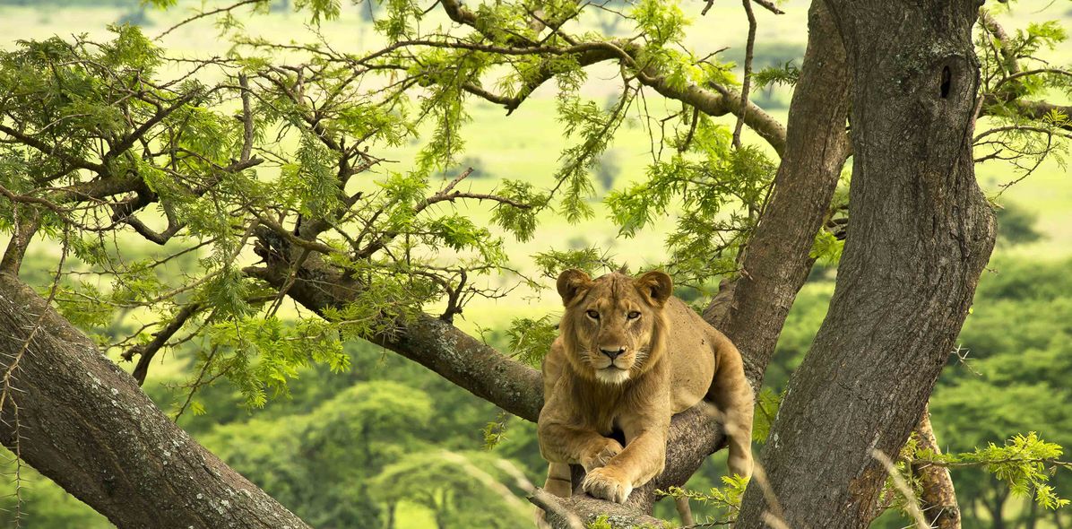 Löwe auf Baum in Uganda
