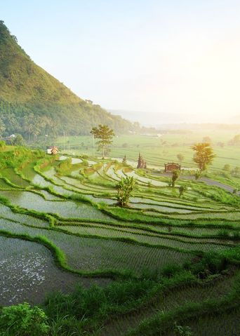 Reisfelder in Ubud
