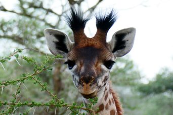 Eine Giraffe bei einer Tier-Safari in Namibia 