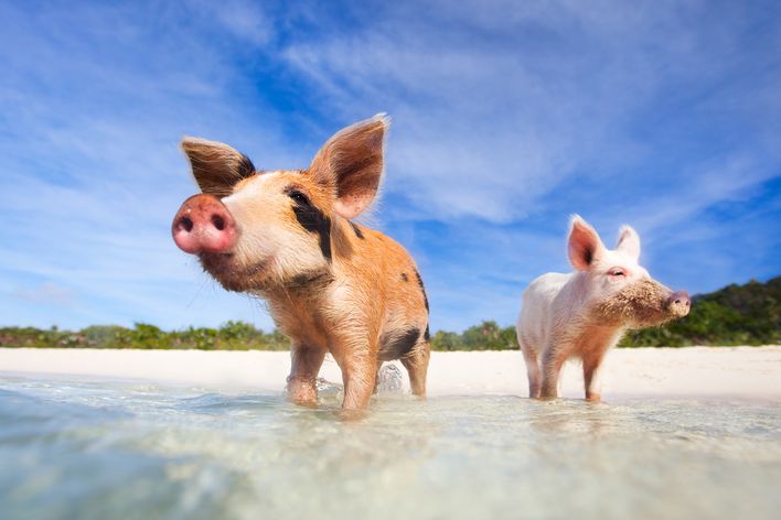 Schweine am Strand der Bahamas