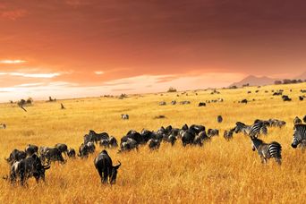 Tierherden in der Masai Mara in Kenia