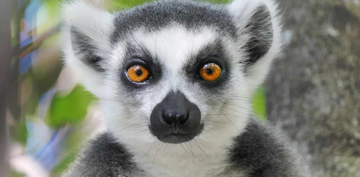 Lemur