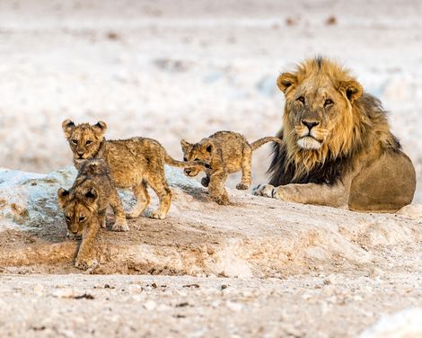 Zwischen Dünenmeer und Wildnis-3