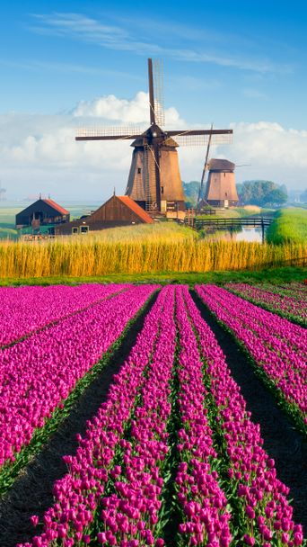 Tulpenfeld in den Niederlanden