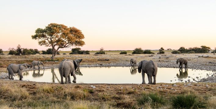 Elefantenherde an einer natürlichen Wasserstelle in der Savanne Namibias