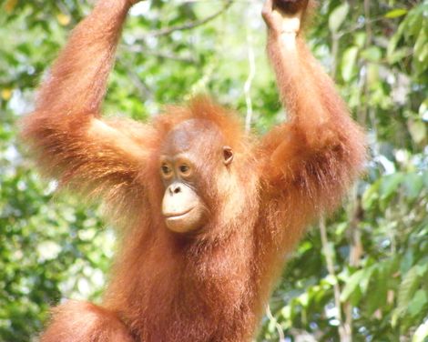 Dschungelabenteuer & Erholung am Strand im 4-Sterne-Hotel-1