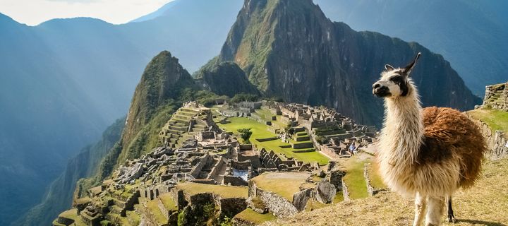 Lama vor dem Machu Picchu in Peru