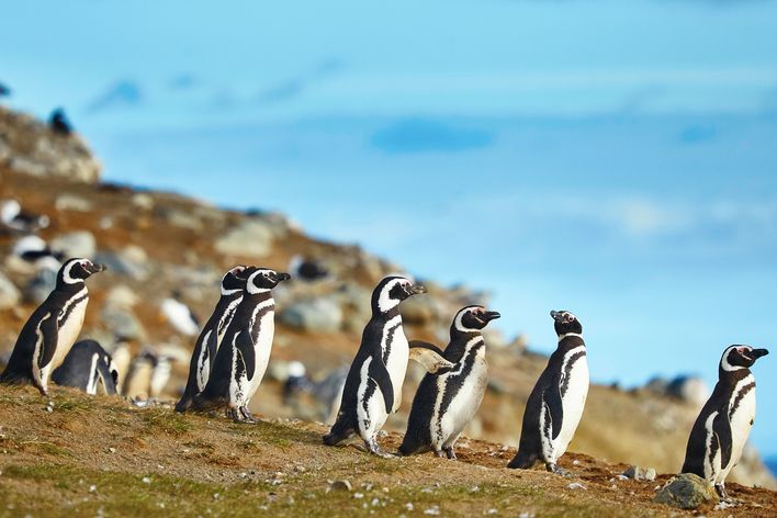 Blick auf zahlreiche Pinguine an der Magellanstraße an der Küste Chiles