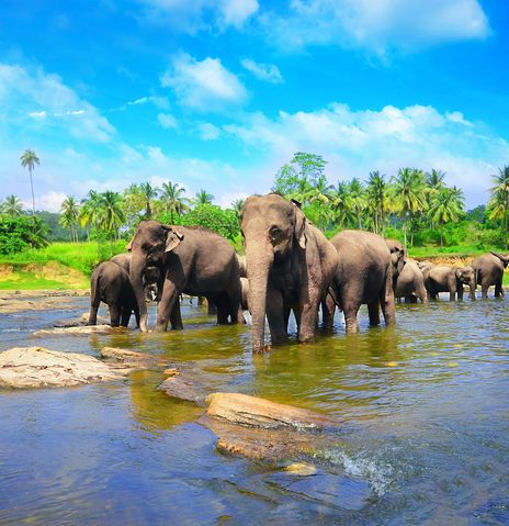 Elefantenherde in Sri Lanka