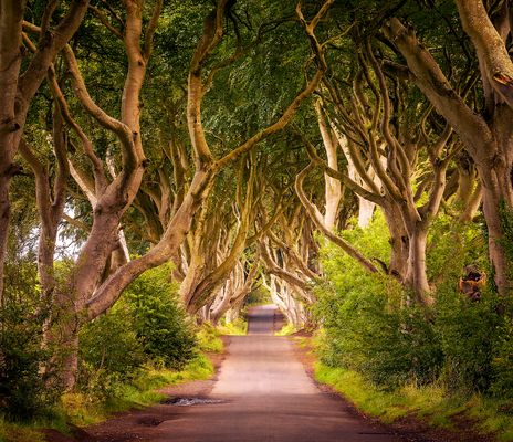 Dark Hedges in Nordirland