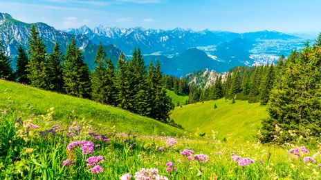 Allgäu Landschaft mit Blumen