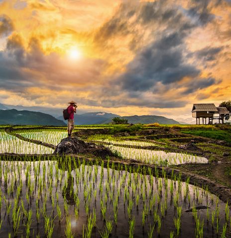 Ein Mann zwischen den Reisfeldern in Chiang Mai
