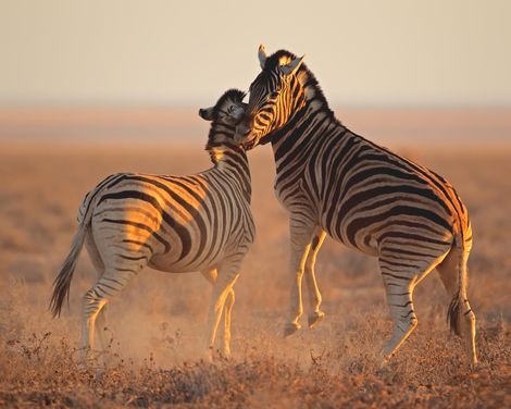 Beeindruckende Natur & wilde Tierwelt-1