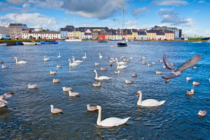 Galway Meer Vögel