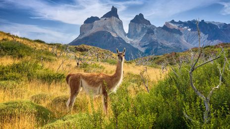 Lama in Chile