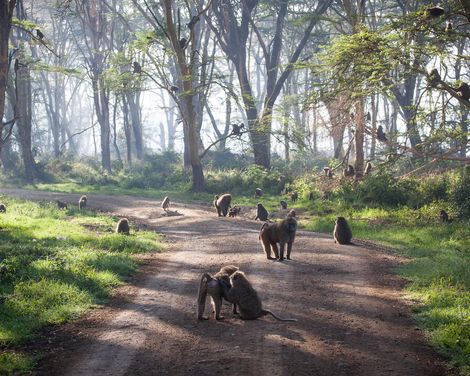 Von wilden Safaris bis zu weißen Stränden