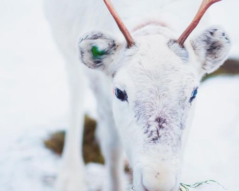 Kreuzfahrt mit MS Hamburg ab/an Kiel oder ab/an Hamburg-2