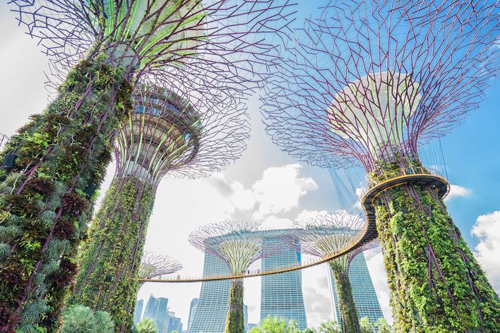 Futuristische Supertrees in den Gardens by the Bay in Singapur bei Tageslicht