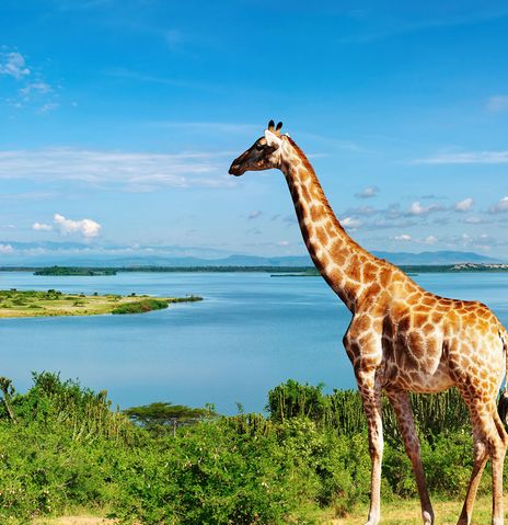 Giraffe in Uganda