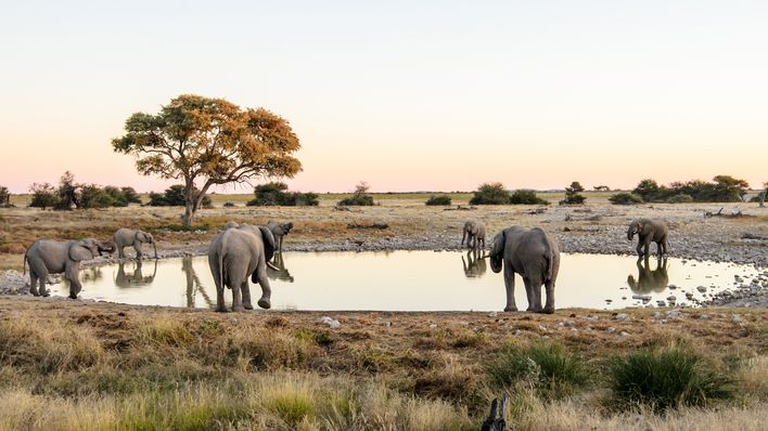 Elefantenherde an einer natürlichen Wasserstelle in der Savanne Namibias
