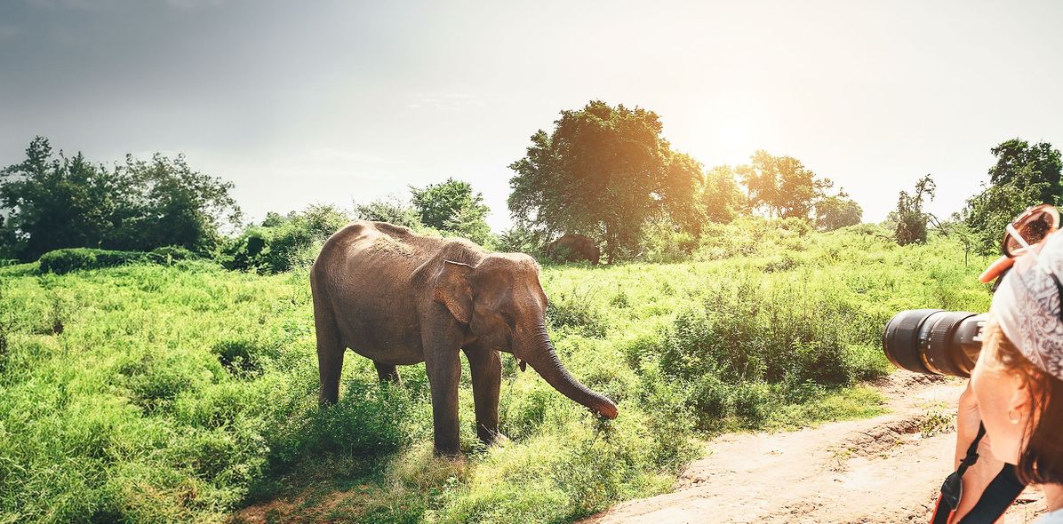 Touristin fotografiert Elefanten auf einer Safari