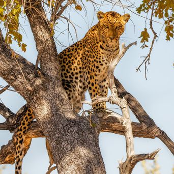 Leoparden
