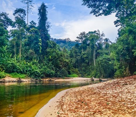 Taman Negara Nationalpark in Malaysia