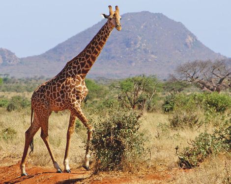 Zwischen wilden Tieren und weißen Stränden-2