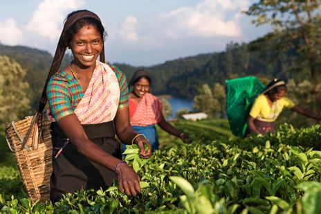 Teepflückerin in Sri Lanka