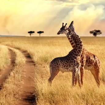 Giraffen im Chobe Nationalpark in Botswana