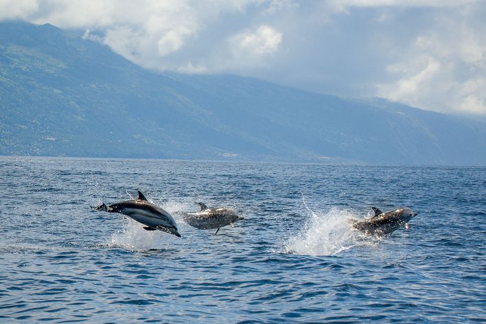 Delfine im Meer vor den Azoren