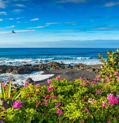 Strand mit Blumen auf Teneriffa