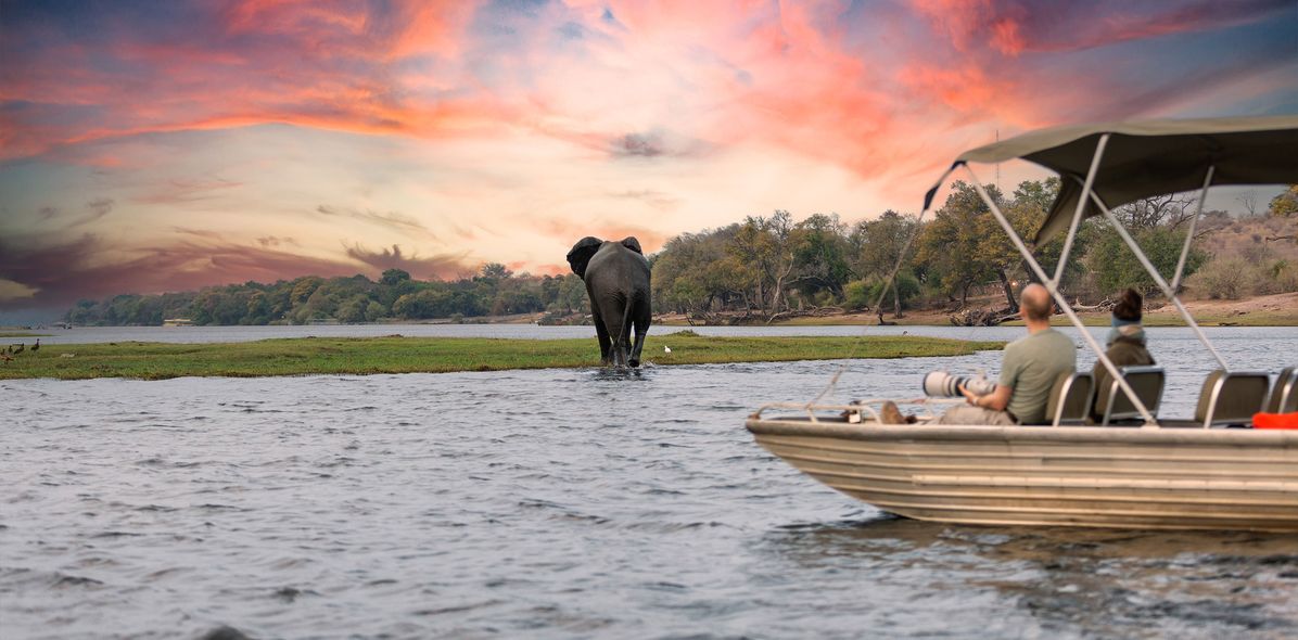 Zebras bei Sonnenuntergang